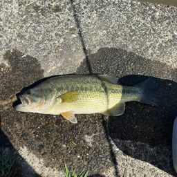 ラージマウスバス