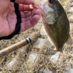 ラージマウスバス