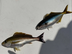 タカベの釣果