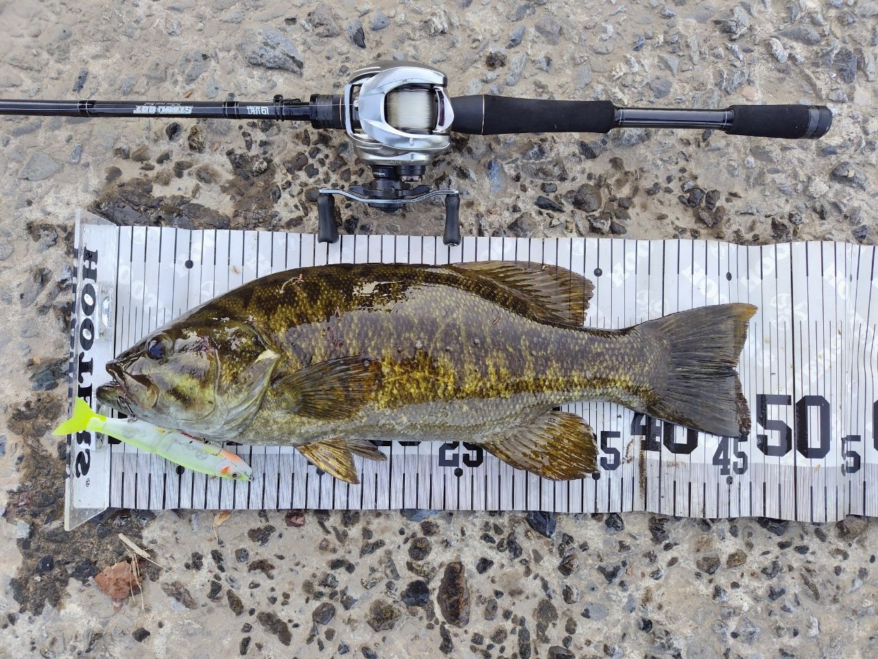 スモールマウスバス