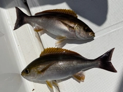 イサキの釣果