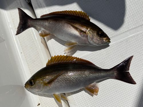イサキの釣果