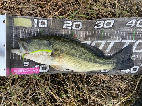 ラージマウスバスの釣果