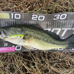 ラージマウスバス