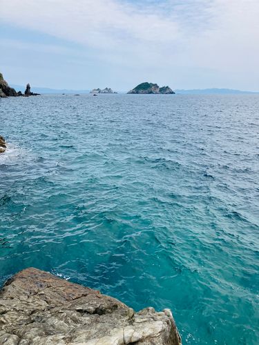 メジナの釣果