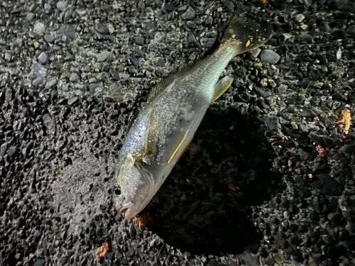 イシモチの釣果