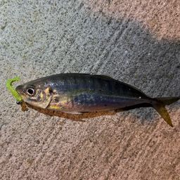 アジ