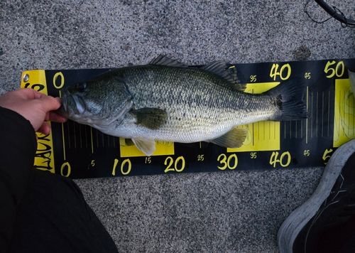 釣果