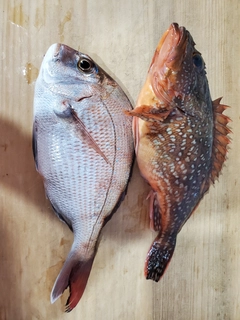 マダイの釣果