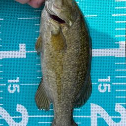 スモールマウスバス