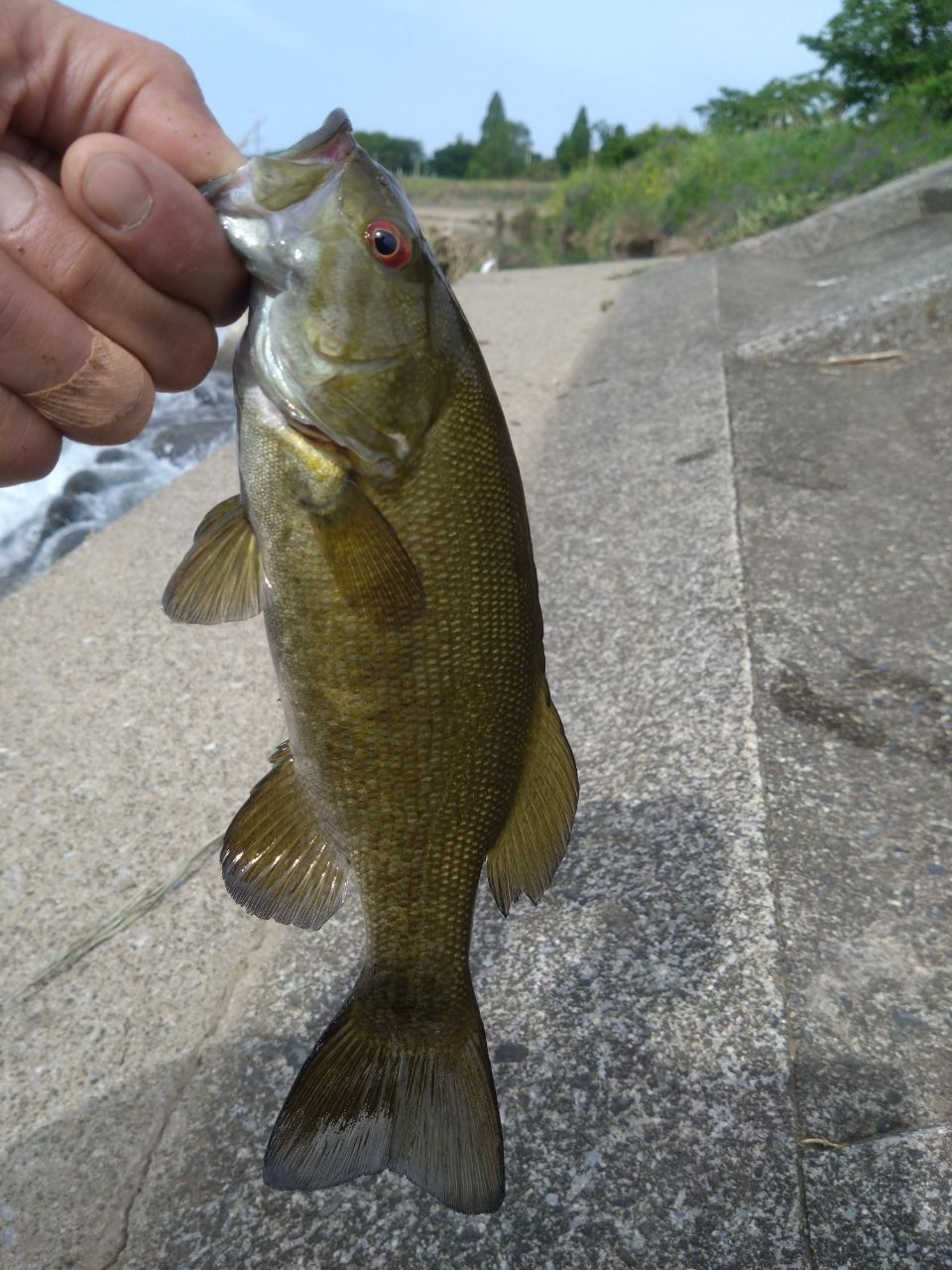 スモールマウスバス