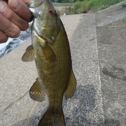 スモールマウスバス