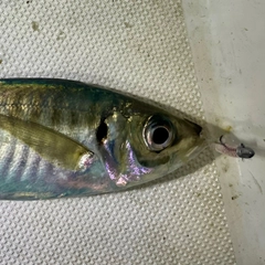 マアジの釣果