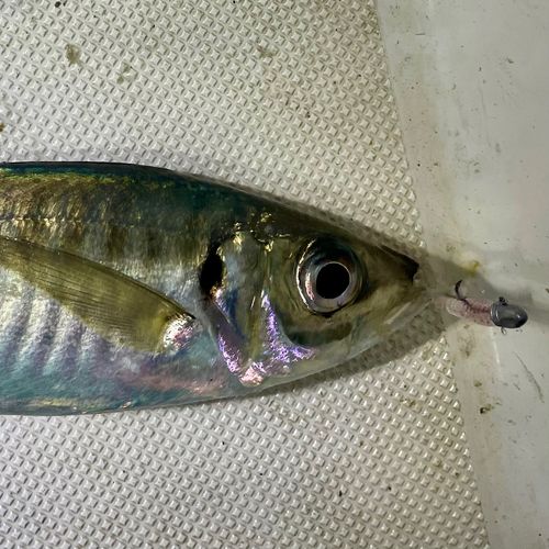 マアジの釣果