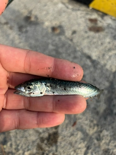 サバの釣果