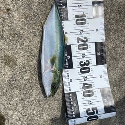 ヤズ