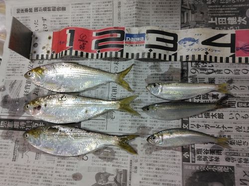 コノシロ