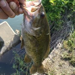 スモールマウスバス