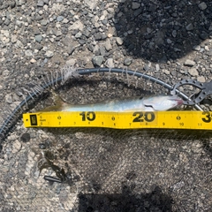 コノシロの釣果