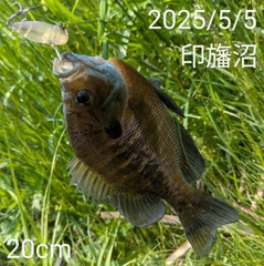ブルーギルの釣果