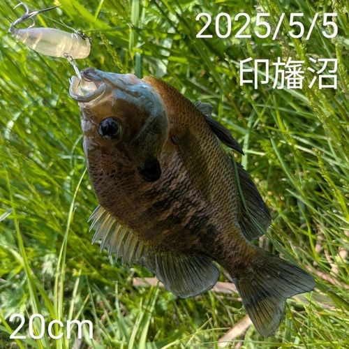 ブルーギル