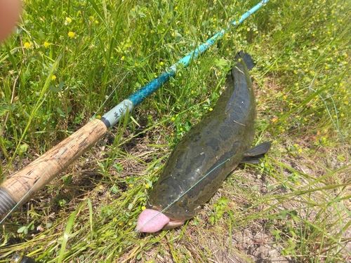 ライギョの釣果