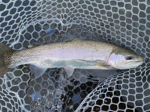 レインボートラウトの釣果