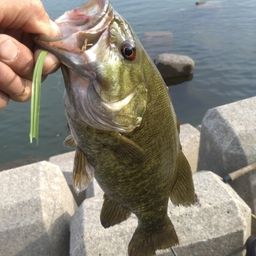 スモールマウスバス