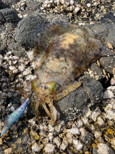アオリイカの釣果