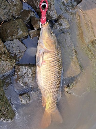 コイの釣果