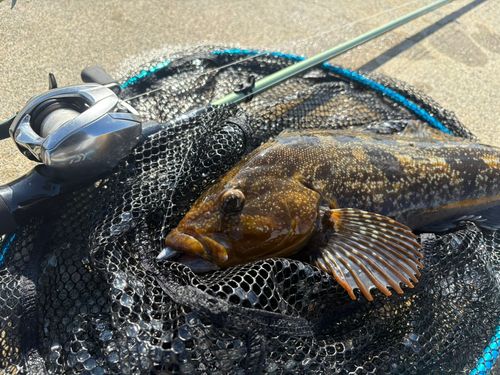 アイナメの釣果