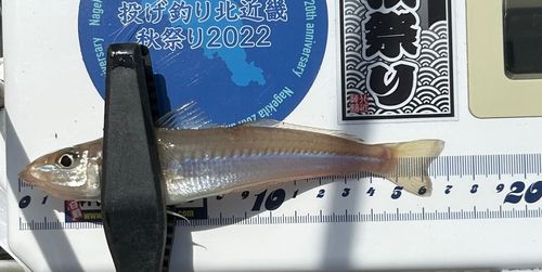 キスの釣果