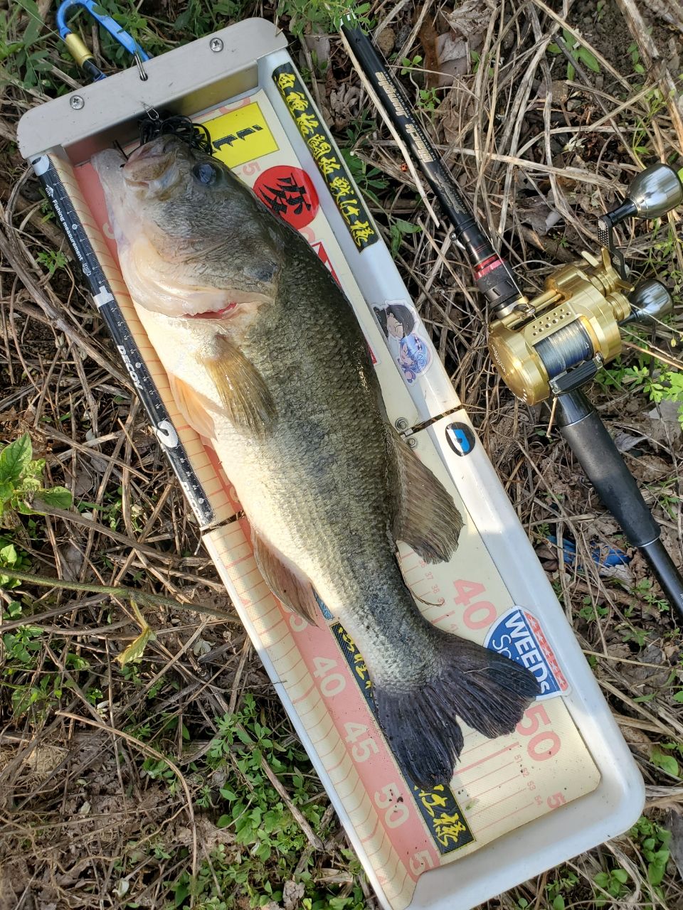 ラージマウスバス