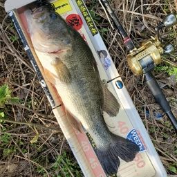 ラージマウスバス