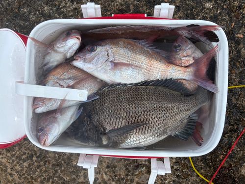 マダイの釣果