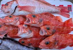 アカムツの釣果