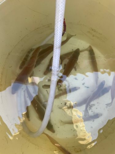 シロギスの釣果