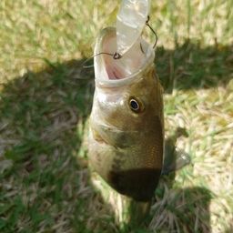 ラージマウスバス