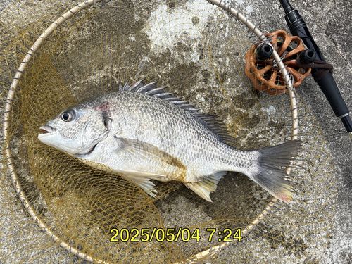 クロダイの釣果