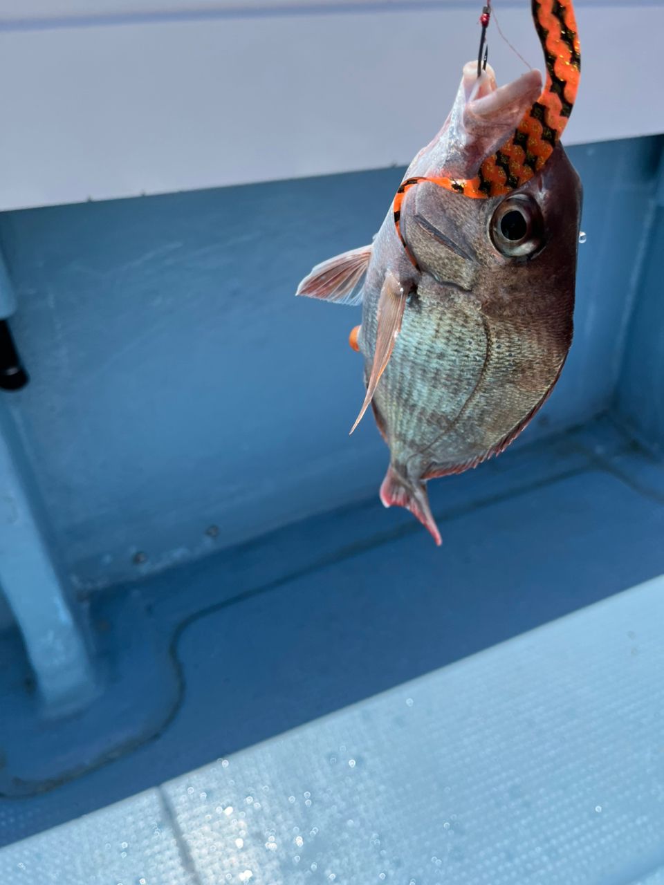 赤バードさんの釣果 2枚目の画像