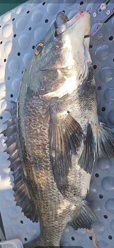 チヌの釣果