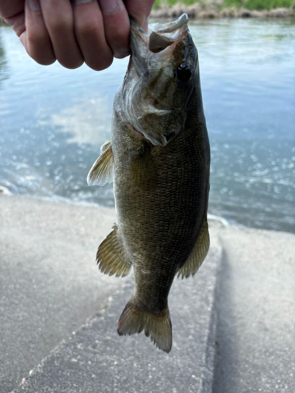 スモールマウスバス