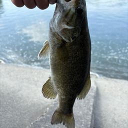 スモールマウスバス