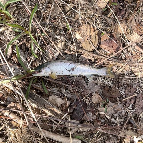 イワナの釣果