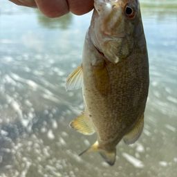 スモールマウスバス