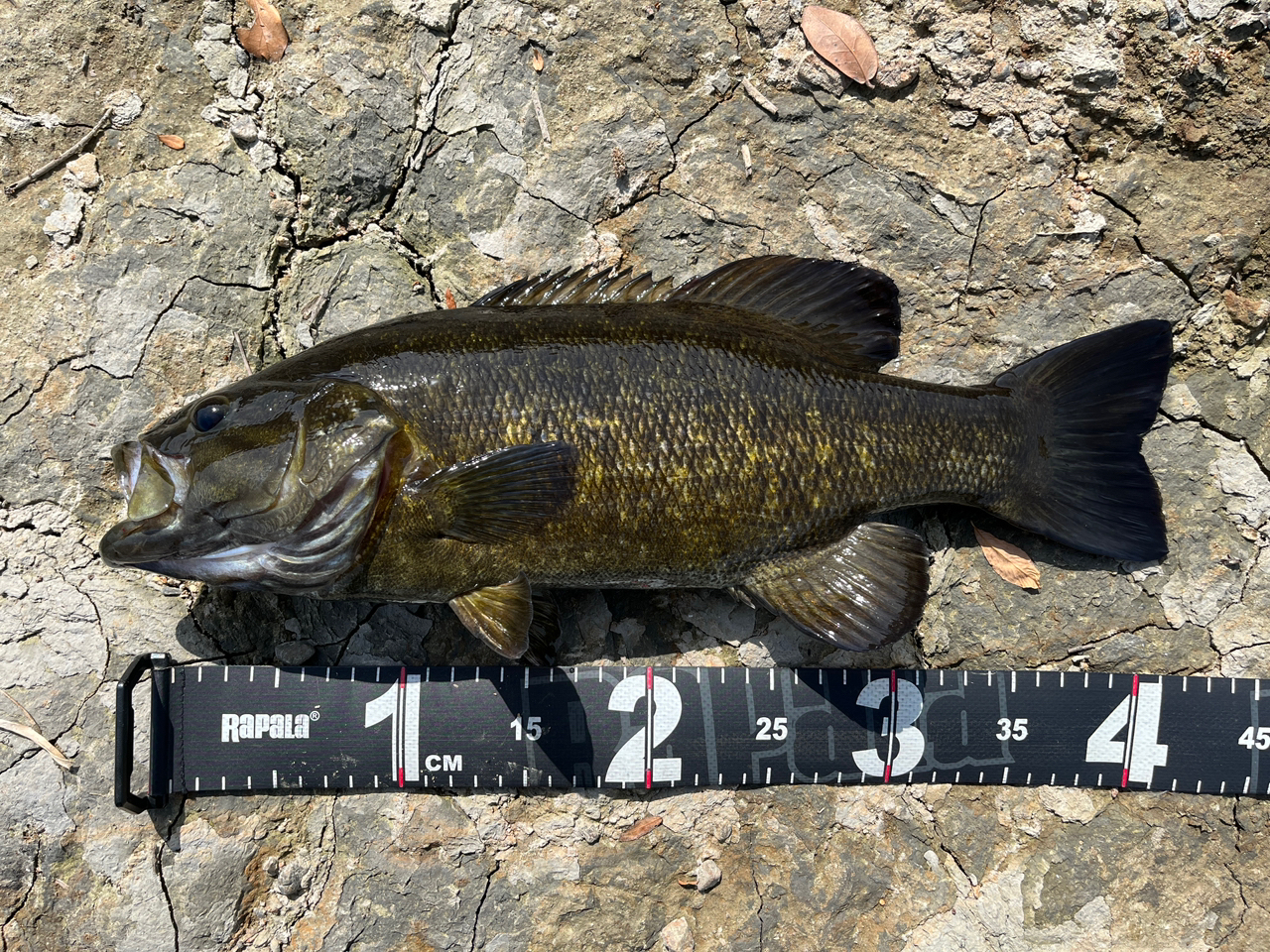 SHIMANO 20ゾディアス 168L-BFSの最安値・インプレ・釣果 | 本音