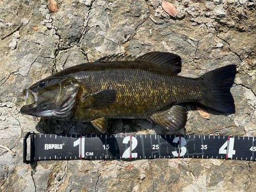 スモールマウスバスの釣果