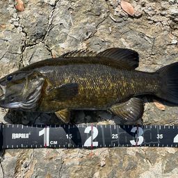 スモールマウスバス