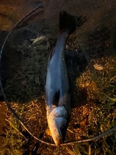 フッコ（マルスズキ）の釣果