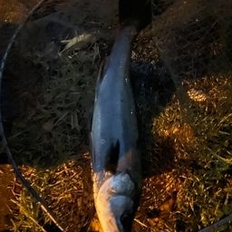 フッコ（マルスズキ）